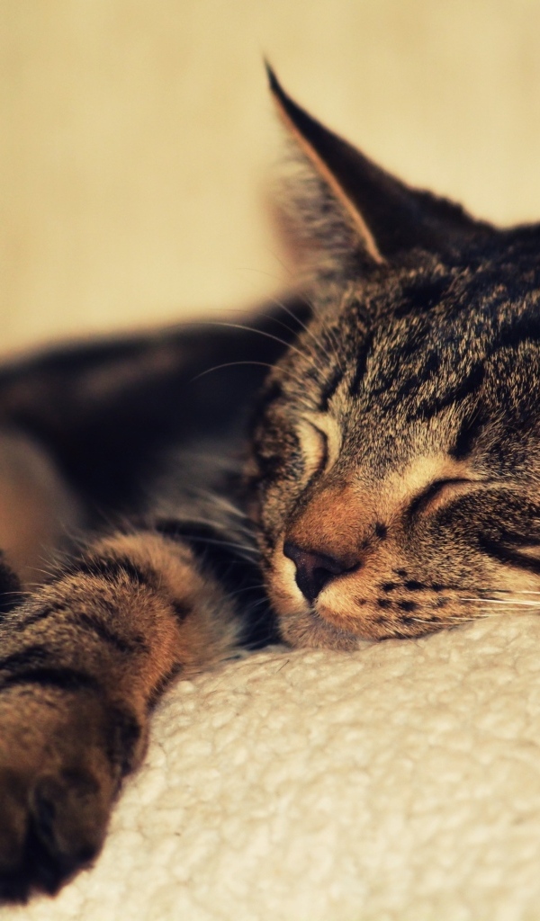 Серая кошка спит на белом покрывале