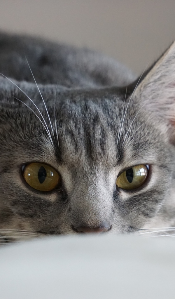 Серая кошка спит на диване