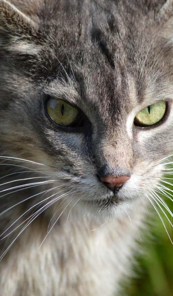 Серый кот с зелеными глазами на улице