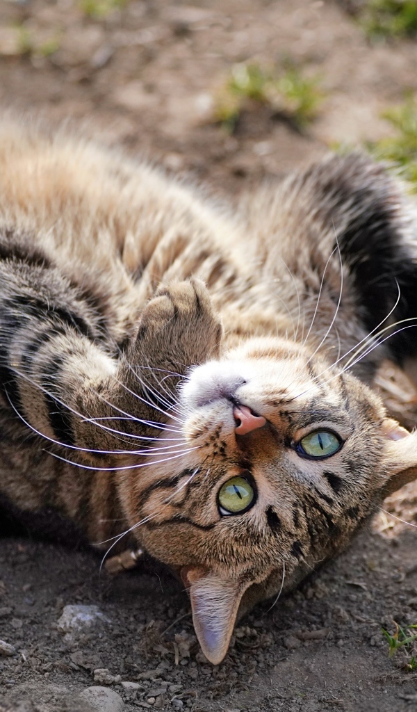 Серый зеленоглазый кот лежит на земле