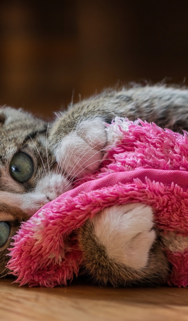 Серый котенок лежит на красном покрывале