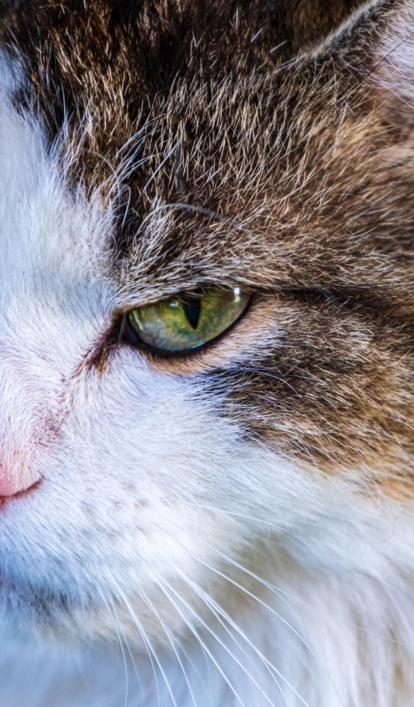 Зеленоглазый кот с розовым носом