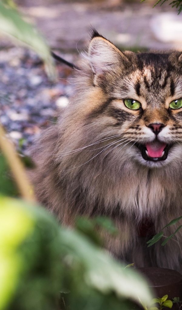 Зеленоглазый пушистый сибирский кот в кустах