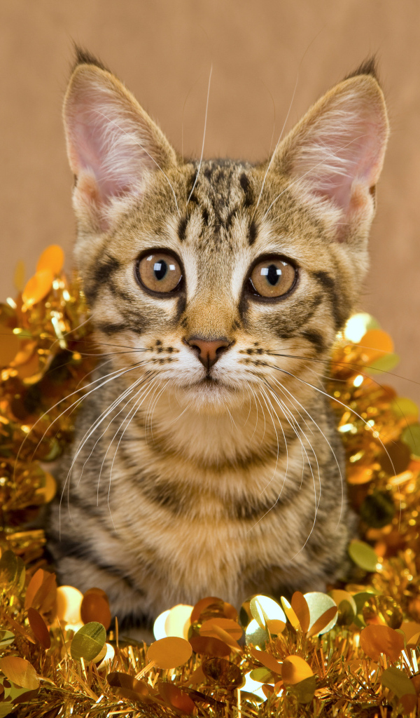 Котенок в новогодней мишуре