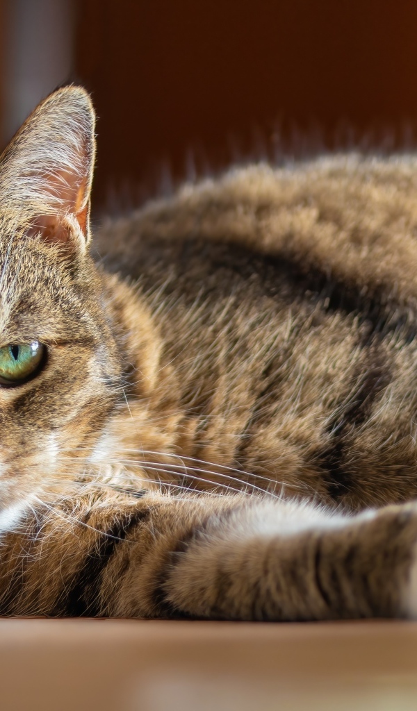 Большой домашний серый кот с зелеными глазами