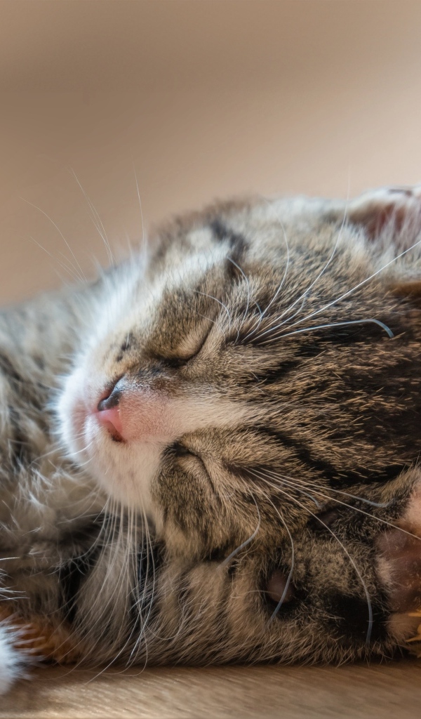 Маленький милый спящий серый котенок