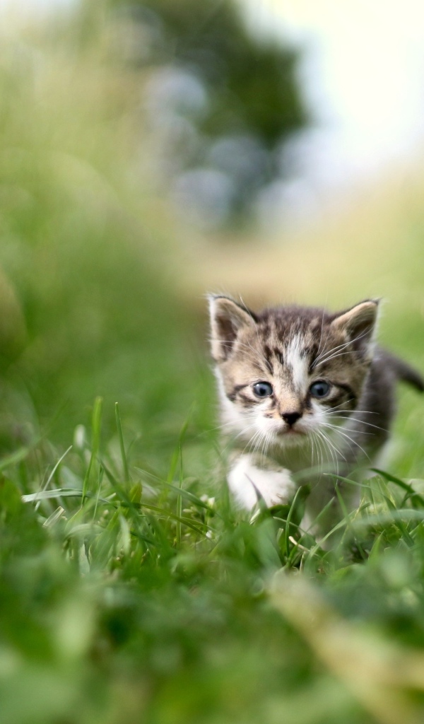 Маленький серый котенок в зеленой траве