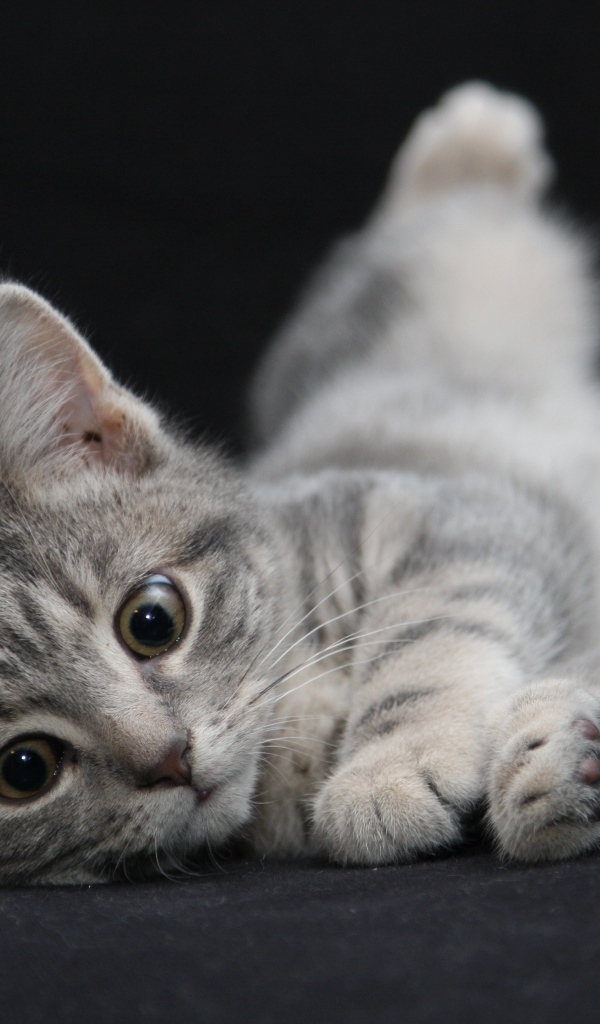 Маленький серый котенок на черном покрывале