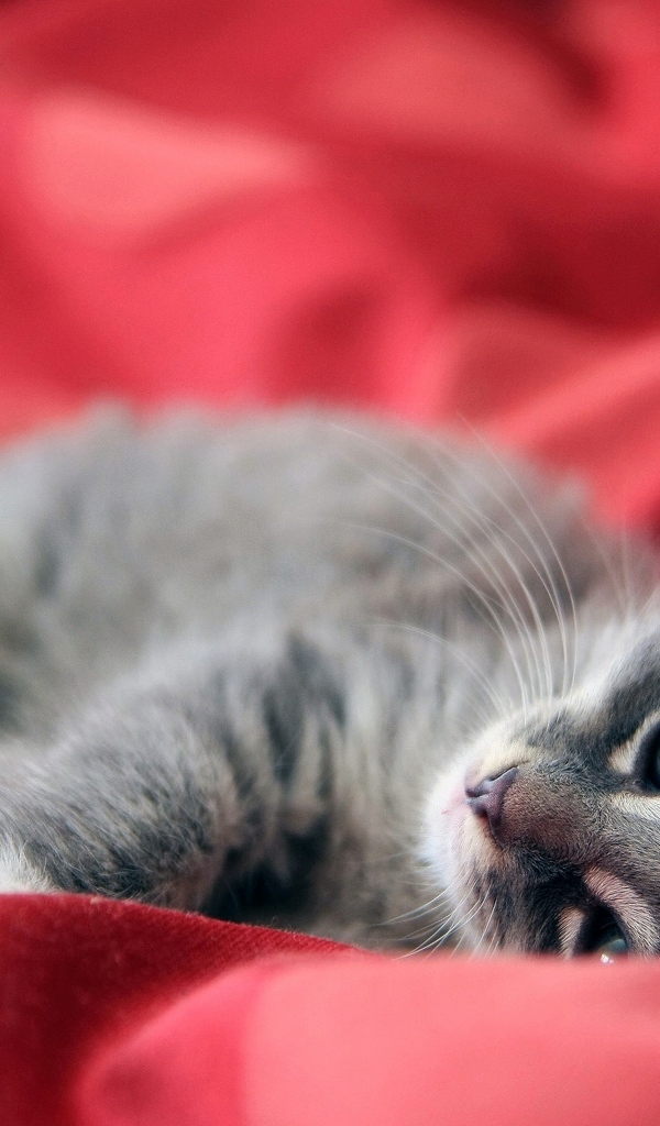 Маленький серый котенок на красном покрывале
