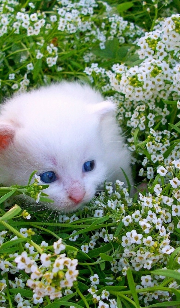 Маленький котенок в белых цветах