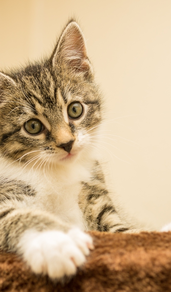 Маленький котенок лежит на подушке