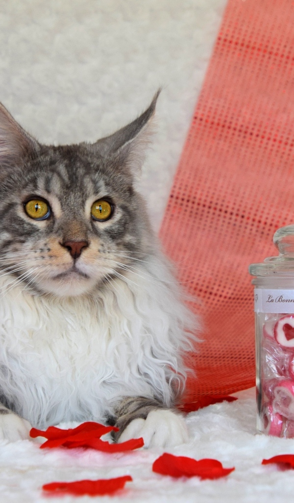 Кот породы мейн кун с сердечками