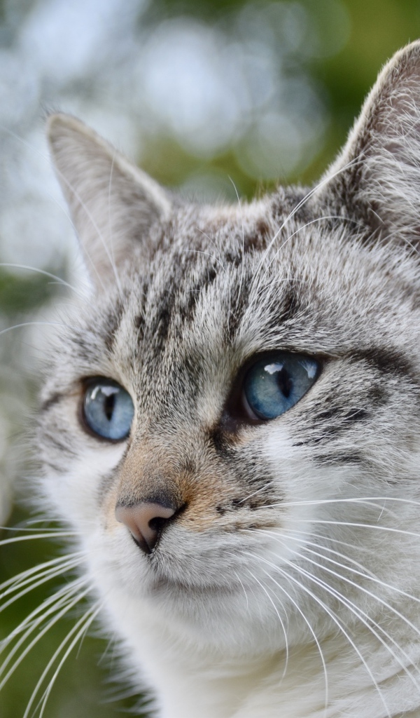 Морда голубоглазой породистой кошки