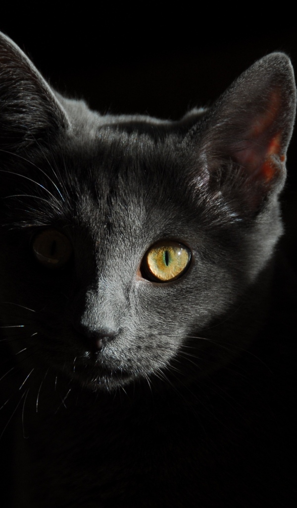 Морда серого котенка на черном фоне крупным планом