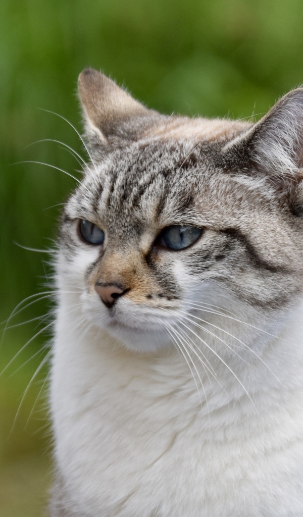 Задумчивый породистый кот 