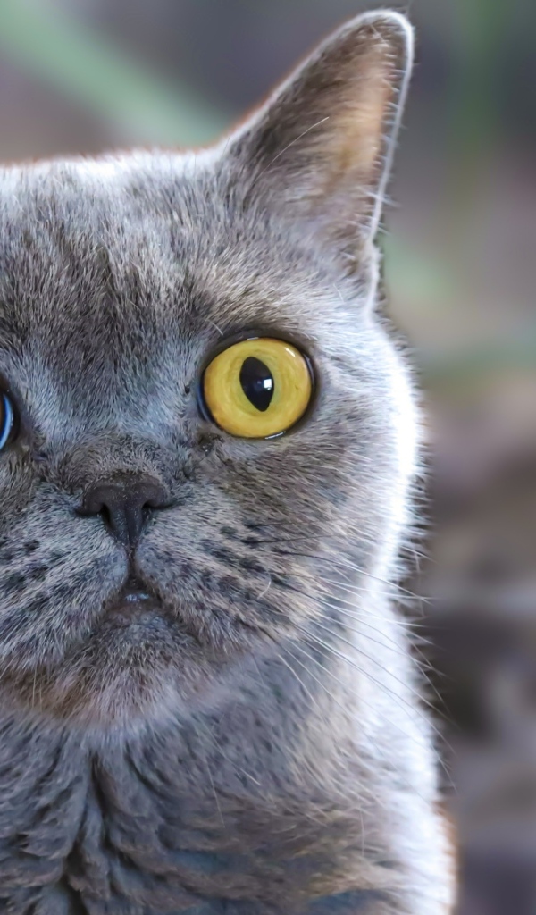 Породистый британский кот с большими желтыми глазами