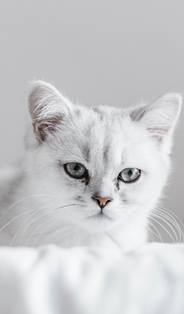 Породистый котенок сидит на белом покрывале