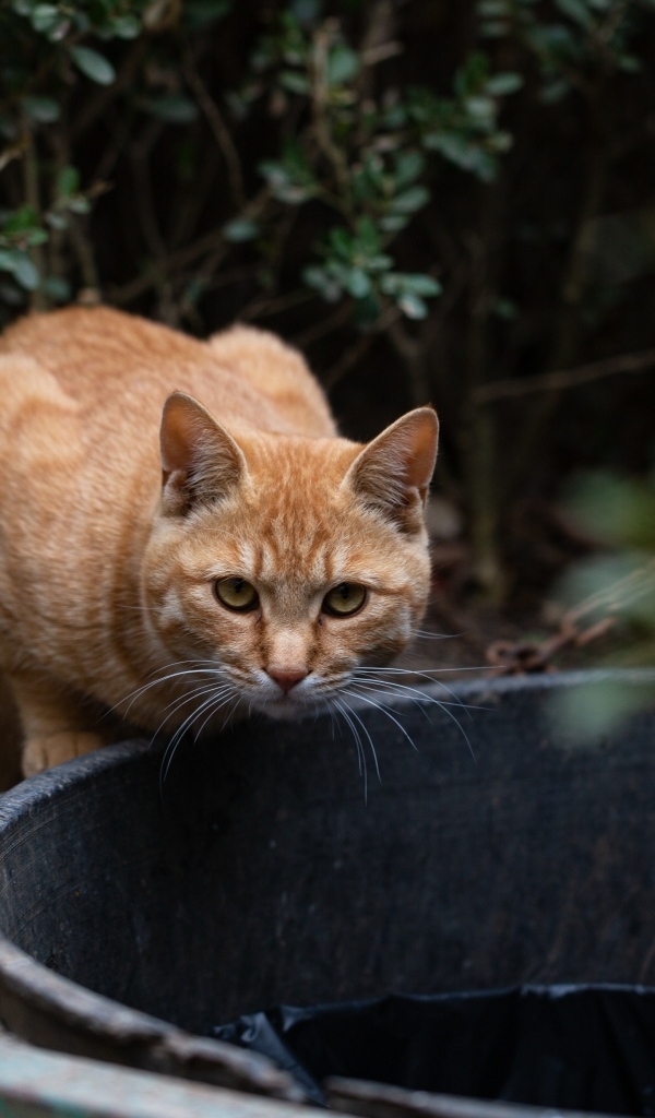 Рыжий кот пьет воду 