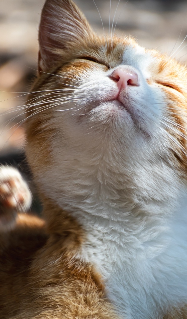 Рыжий кот с закрытыми глазами