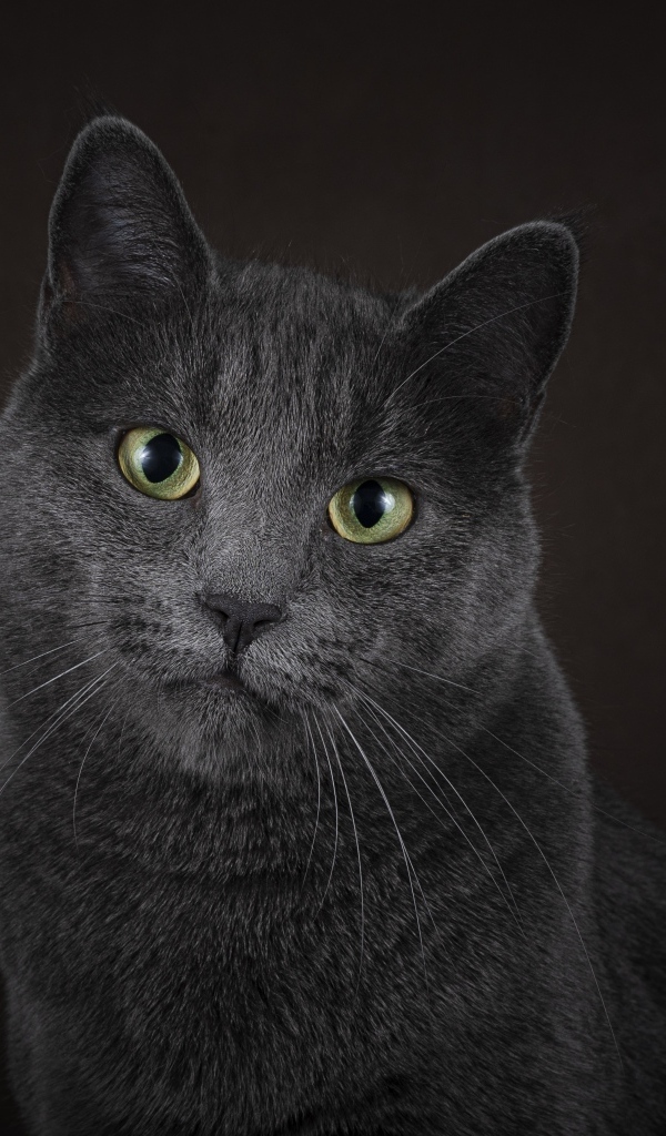 Русская голубая кошка на черном фоне