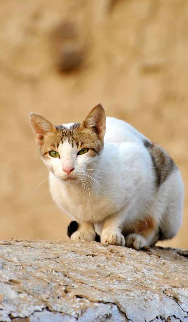 Грустный бродячий кот сидит на камне