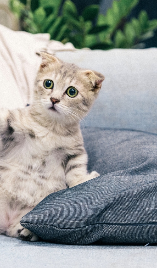 Испуганный котенок лежит на диване