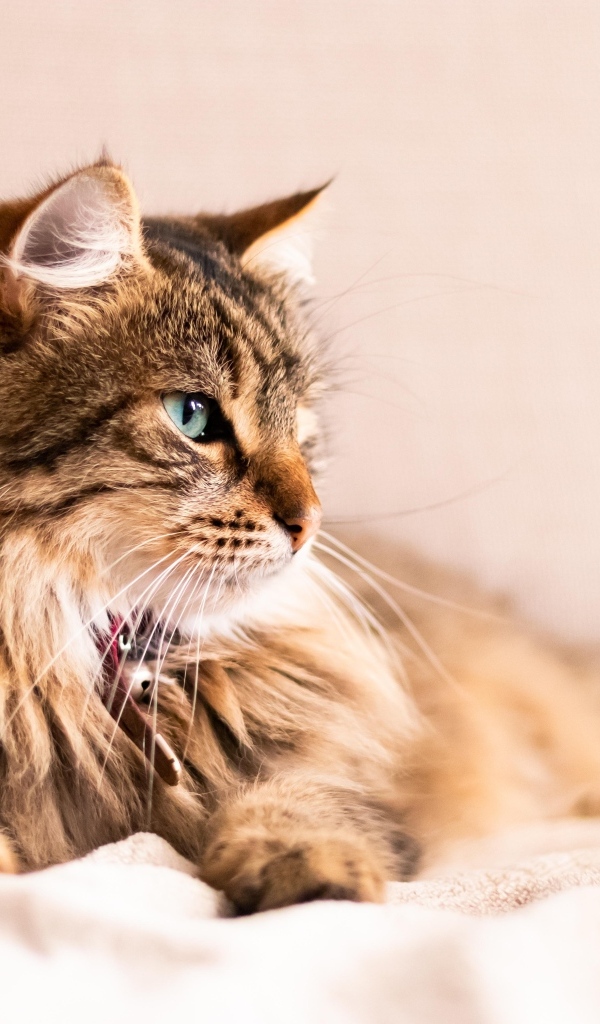 Серьезный пушистый серый кот лежит на кровати