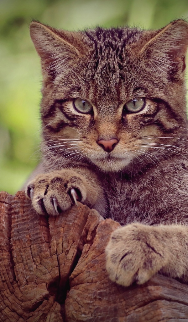 Серьезный серый кот на старом дереве