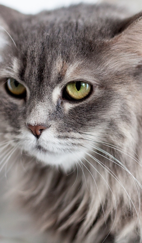 Серьезный взгляд пушистого серого кота