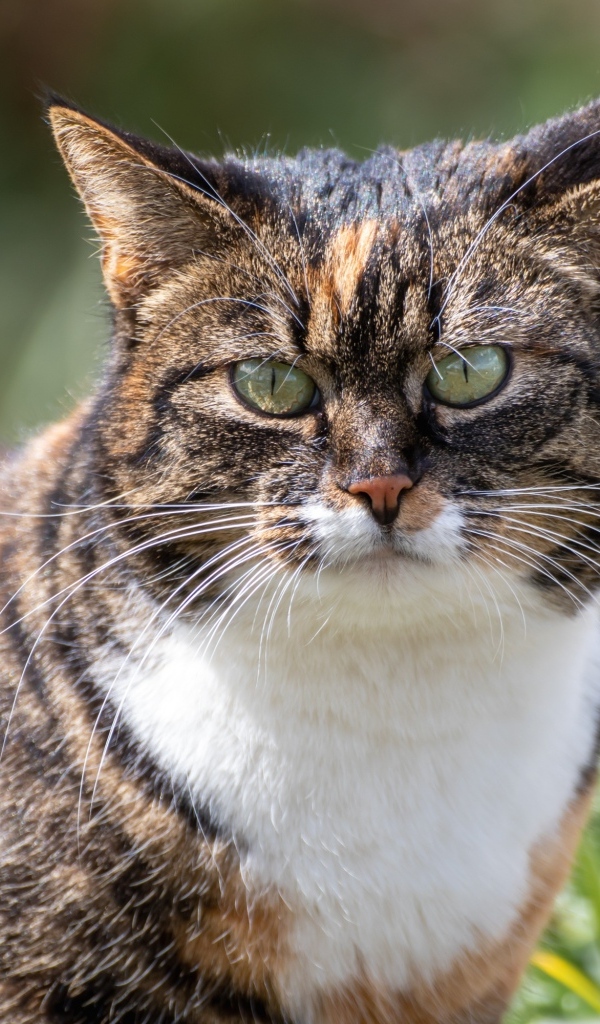 Серьезный полосатый кот гуляет по улице