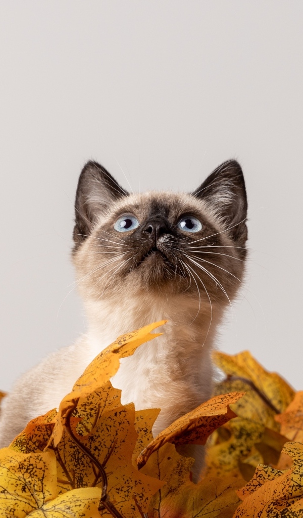 Маленький сиамский котенок в листьях на белом фоне