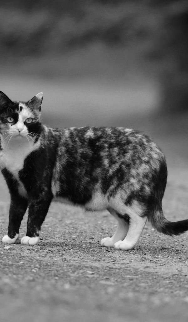 Пятнистая трехцветная кошка на дороге