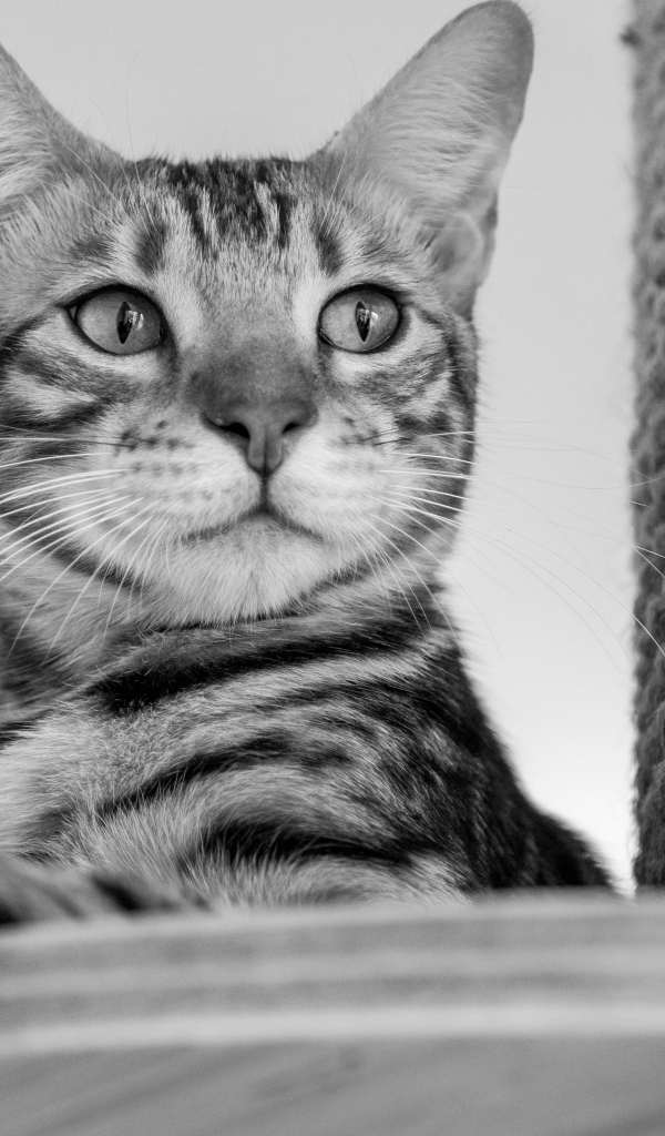 Серый кот стоит у когтеточки