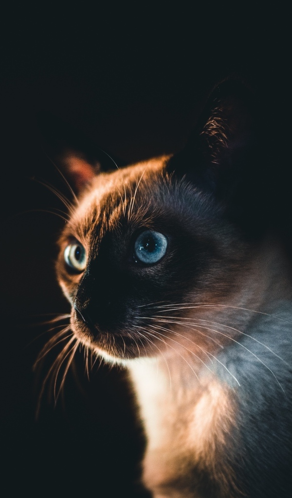 Морда голубоглазого сиамского кота на черном фоне