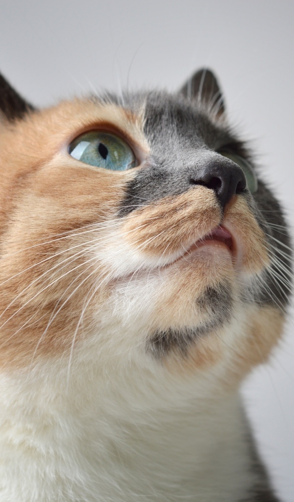 Трехцветная кошка на сером фоне