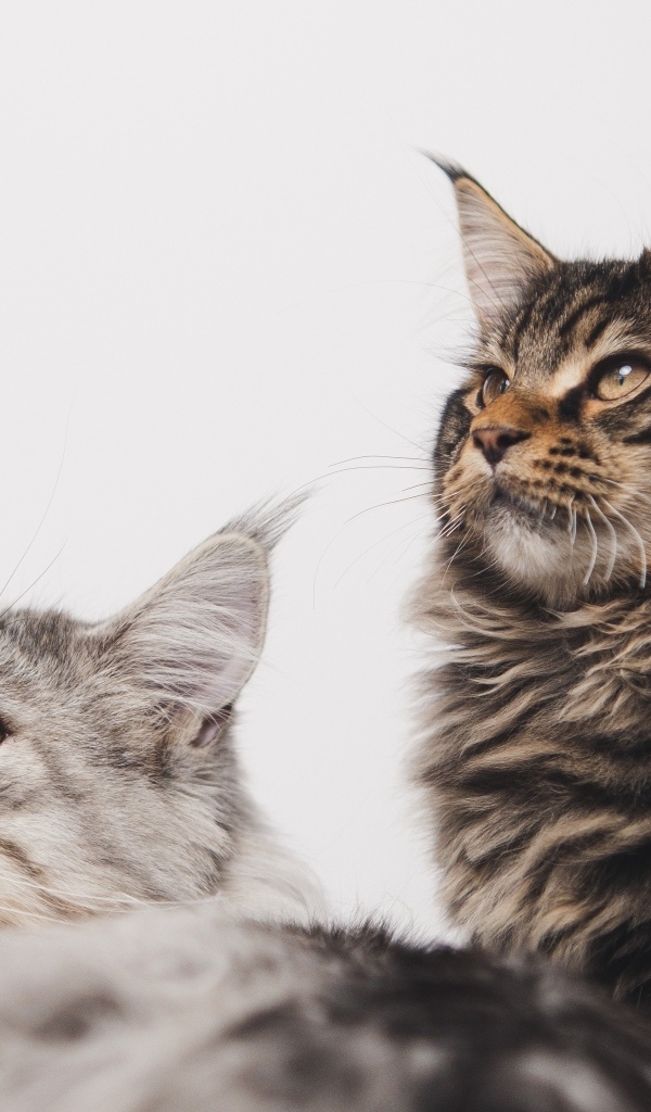 Два мейнкуна на сером фоне