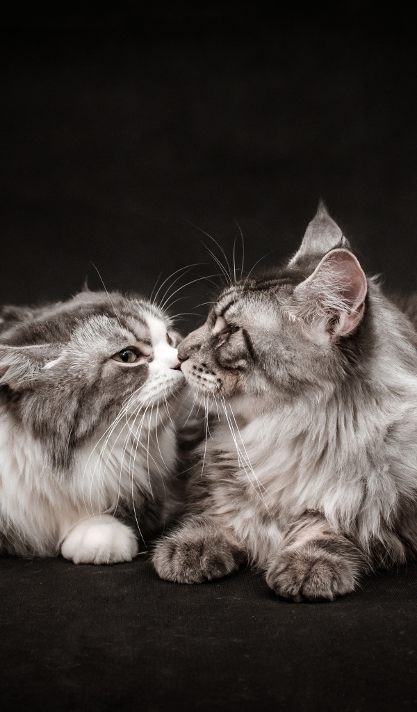 Два серых кота породы мейн кун на черном фоне