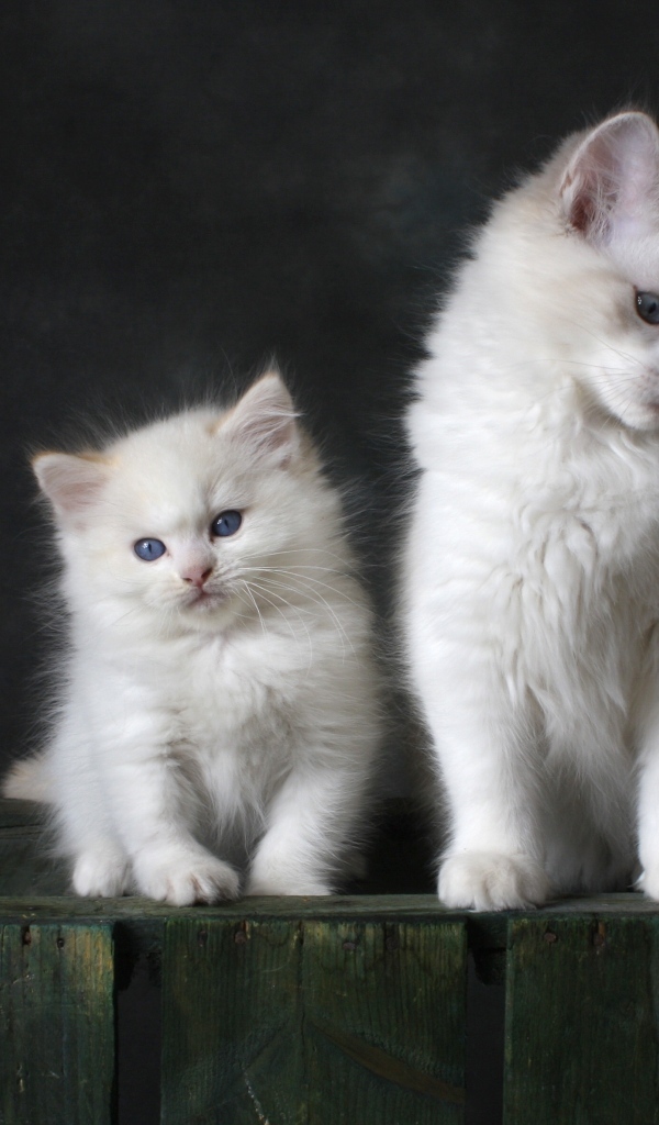 Два маленьких белых котенка на сером фоне