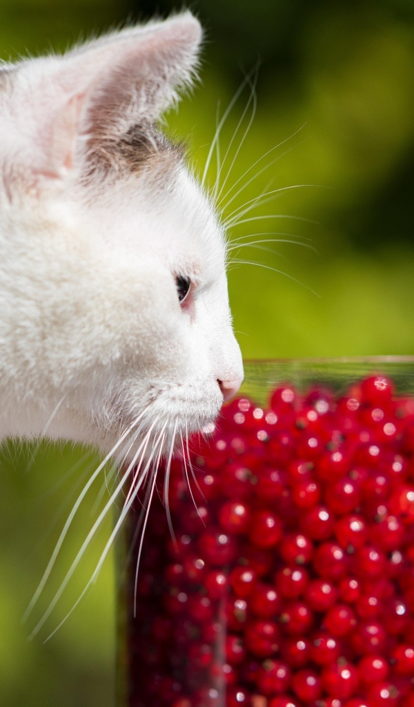 Белый кот нюхает ягоды красной смородины