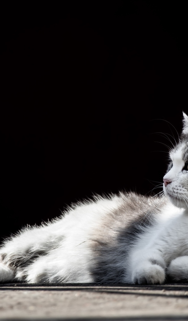 Белый с серыми пятнами кот на черном фоне