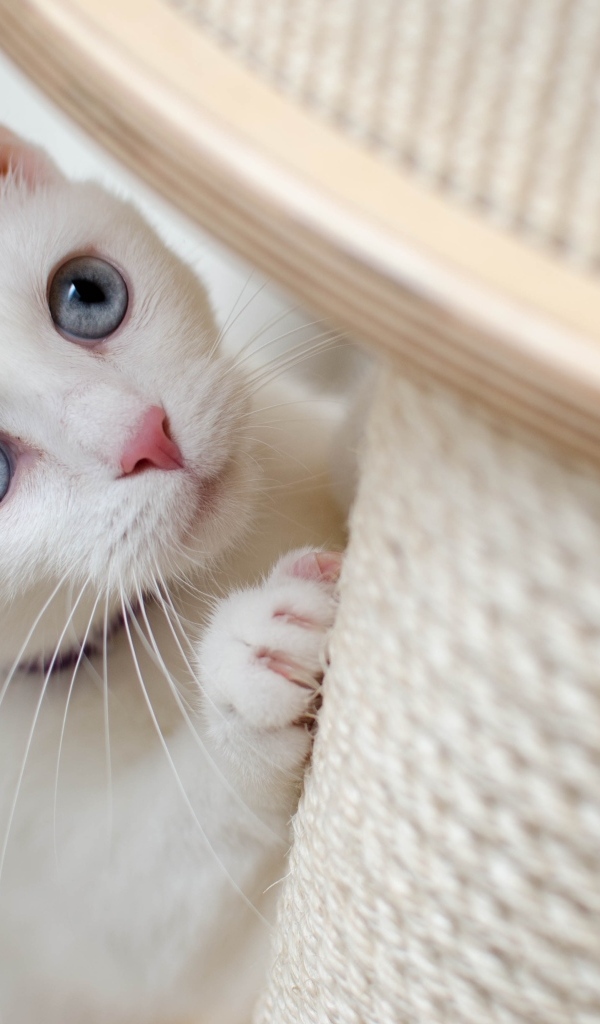 Белый котенок точит когти