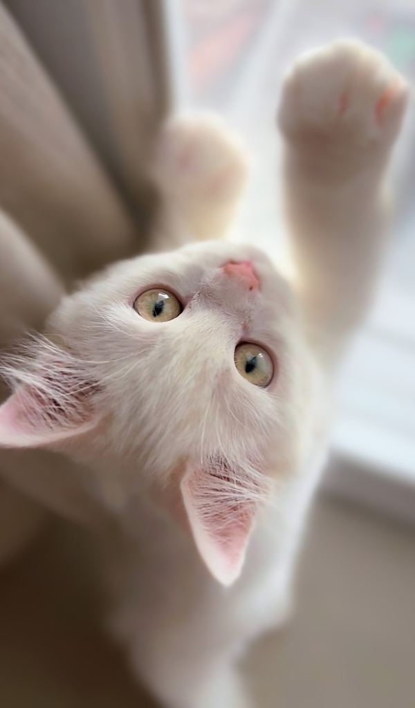 Белый котенок стоит у окна