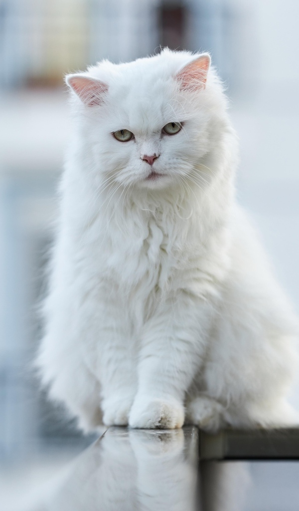 Белый грустный кот с зелеными глазами