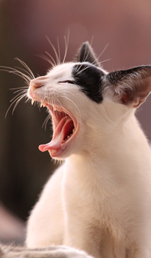Зевающий черно белый кот 