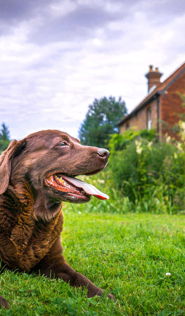 Коричневый лабрадор с высунутым языком лежит на траве