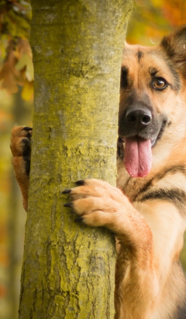 Овчарка с высунутым языком стоит у дерева