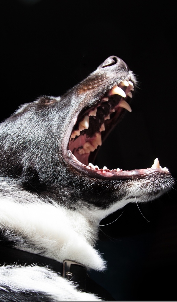 Злая собака с открытой пастью на черном фоне