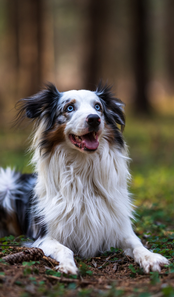 Australian Shepherd with open mouth in the forest