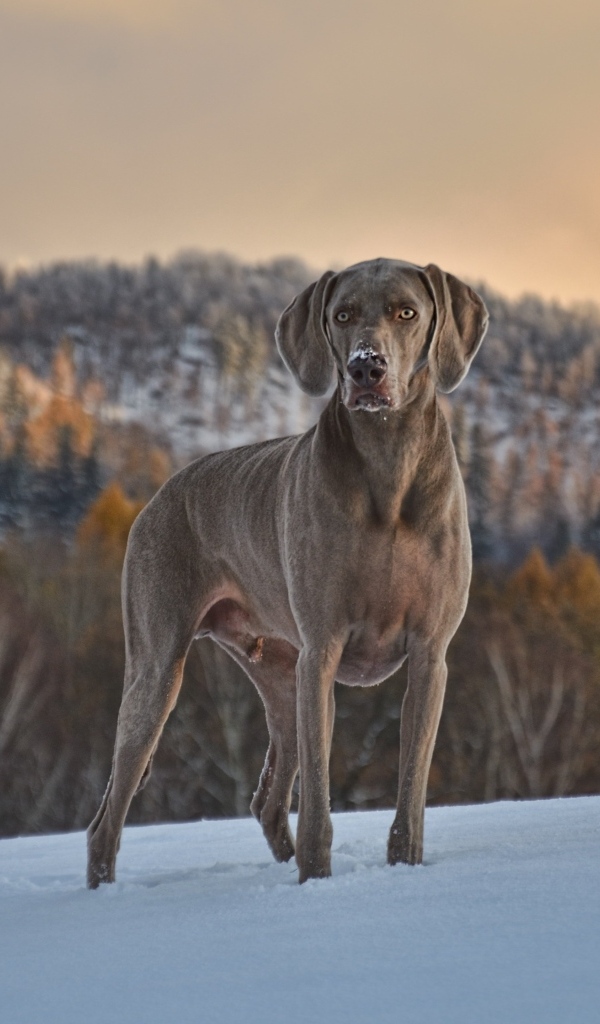 Красивый пес породы веймаранер на снегу