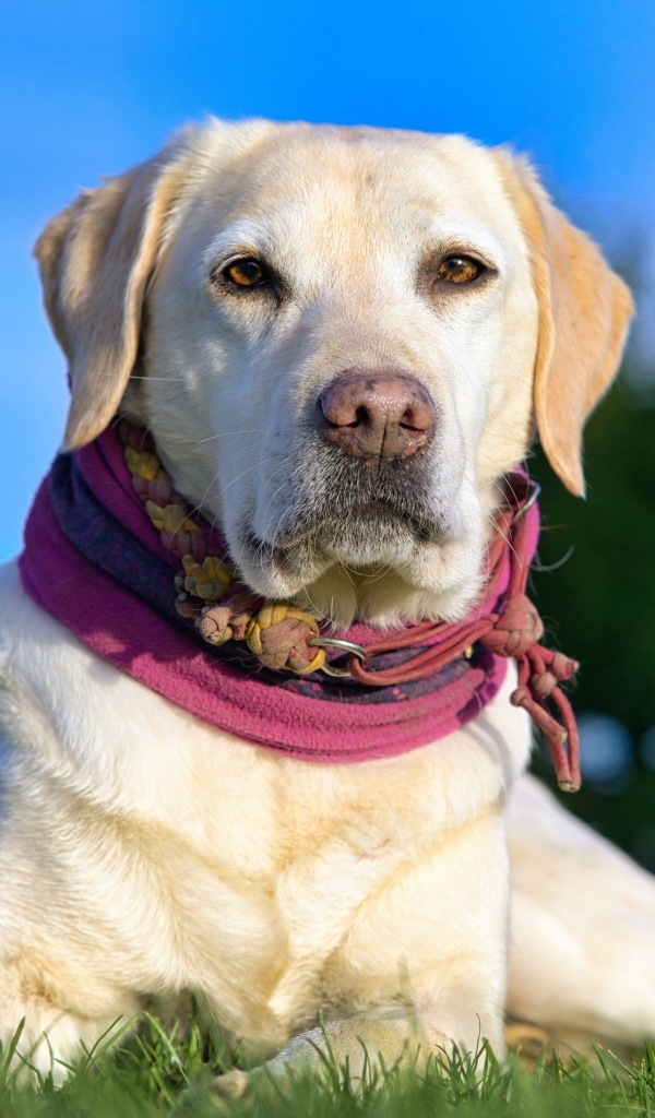 Красивый золотистый ретривер лежит на траве